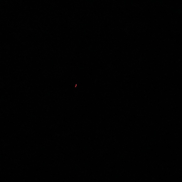 Meet your Posher, Tweety - Picture 1 of 1